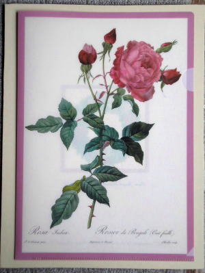 ルドゥーテの薔薇　クリアー・ファイル　＜薔薇雑貨＞　表
