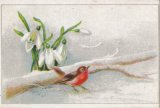 アンティーク・レプリカ・ポストカード　 赤い鳥　＜鳥のポストカード＞